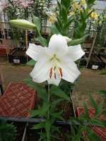 [5152 Polar DJ No01.JPG]